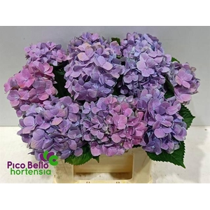 HYDR M ROYAL BENEFIT