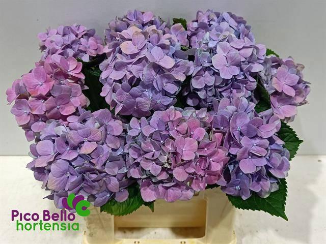 <h4>HYDR M ROYAL BENEFIT</h4>