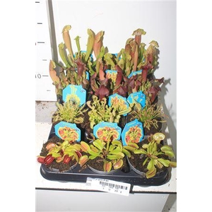 Vleeset Pl Gem 6 Srt