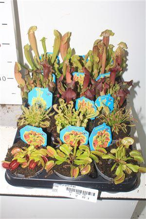 <h4>Vleeset Pl Gem 6 Srt</h4>