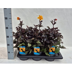 Dahlia  'Gardenetta DL Gold Yellow'