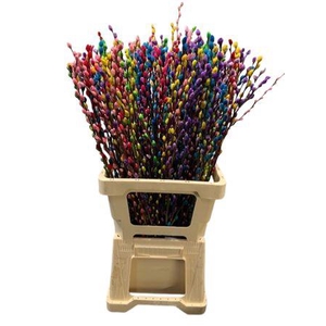 Salix Wilgenkatjes Rainbow
