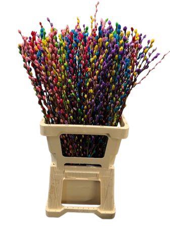 <h4>Salix Wilgenkatjes Rainbow</h4>