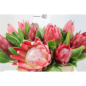 Protea Madiba