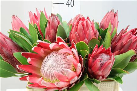 Protea Madiba