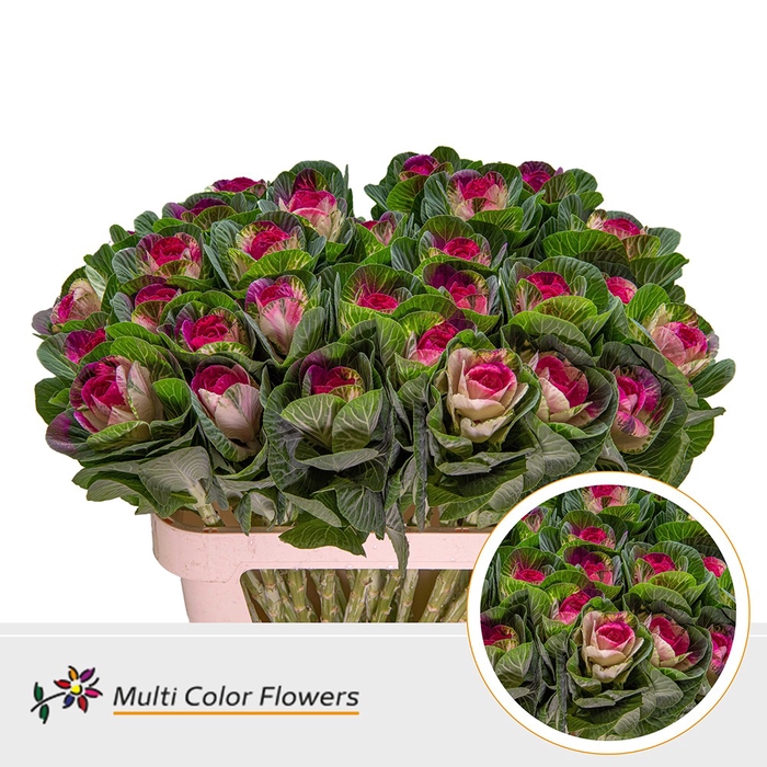 <h4>Brassica Naturel Hart Erica</h4>