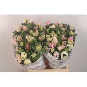 Anemone Mistral White