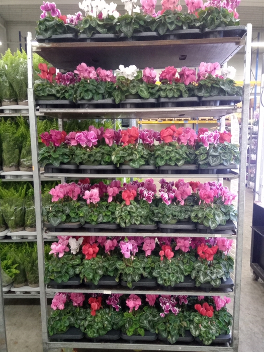 <h4>Cyclamen GR 'Mammoth'</h4>