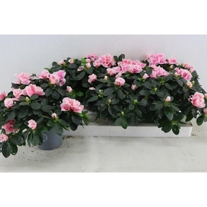 RHODO SI INGA