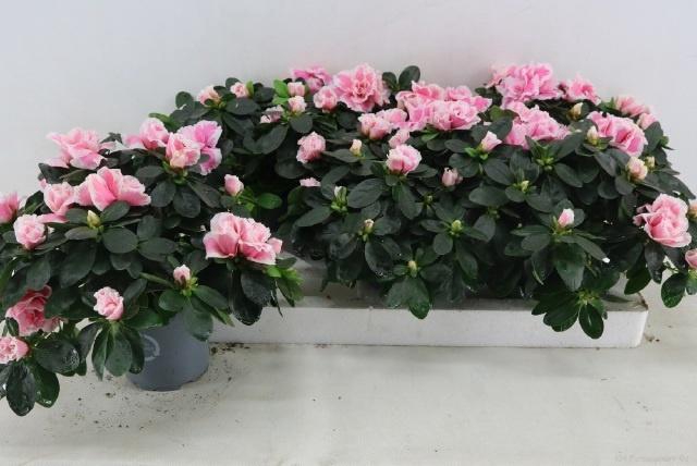 <h4>RHODO SI INGA</h4>