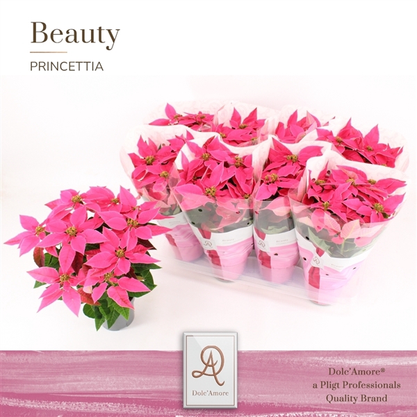 Princettia Dark Pink P12 Dolc'Amore®