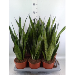 Sansevieria zeylanica