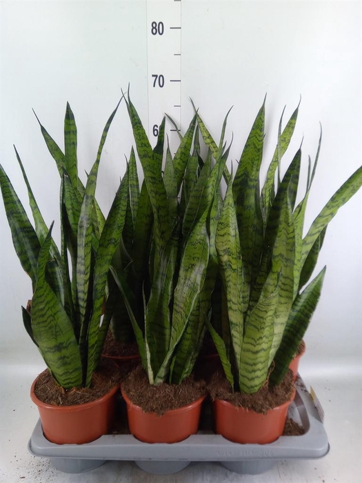 <h4>Sansevieria zeylanica</h4>