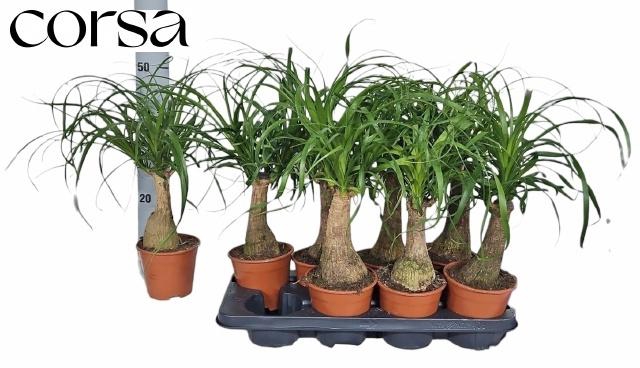 <h4>BEAUCARNEA RECUR</h4>