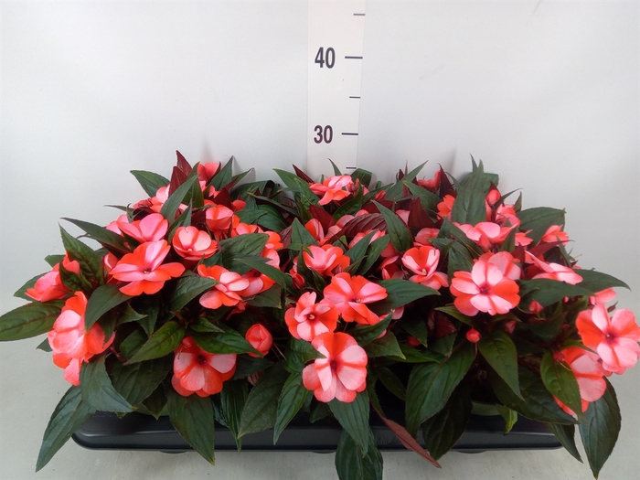 <h4>Impatiens NG 'Tamarinda Red Bicol'</h4>