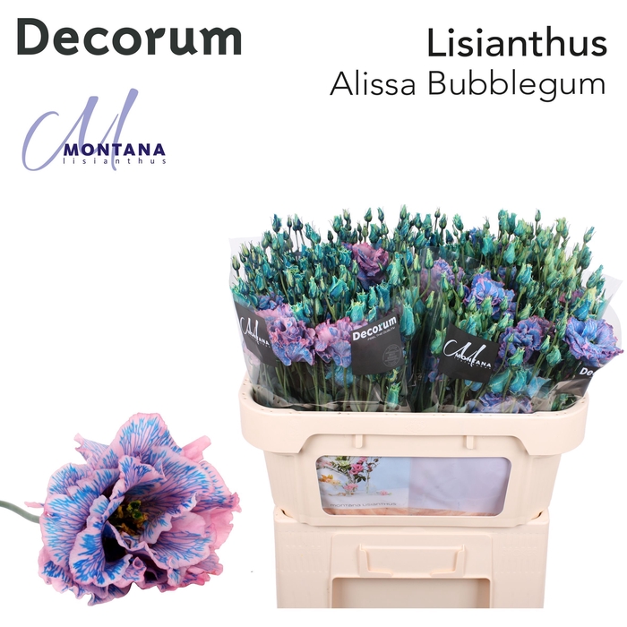 Lisianthus Dye Alissa bubblegum