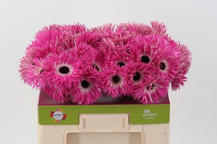 <h4>Ge Gs Stitch+</h4>