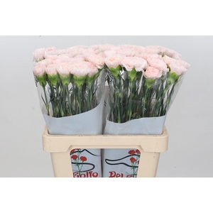 Dianthus St Signorelli