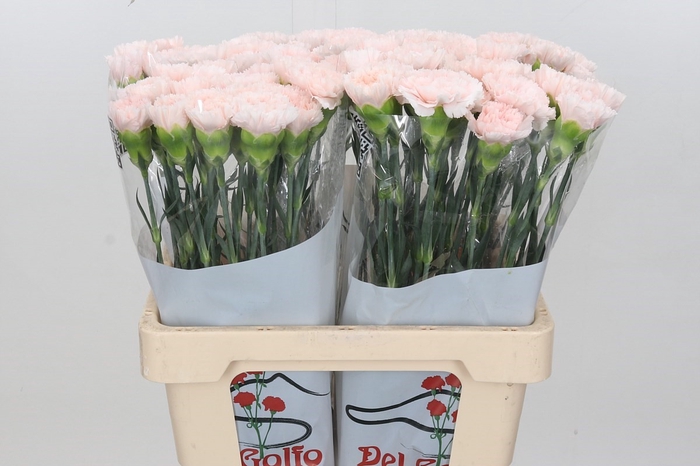 Dianthus St Signorelli