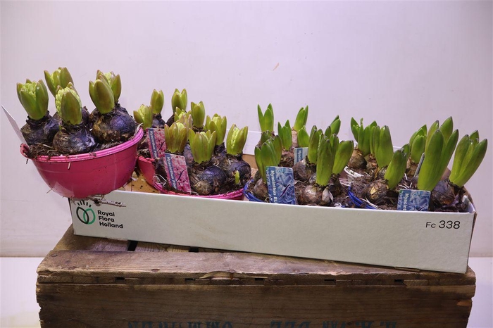 <h4>arr8 Hyacin Gem 3 Kl</h4>