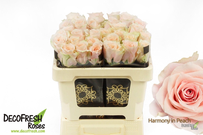 <h4>R Gr Harmony Peach</h4>