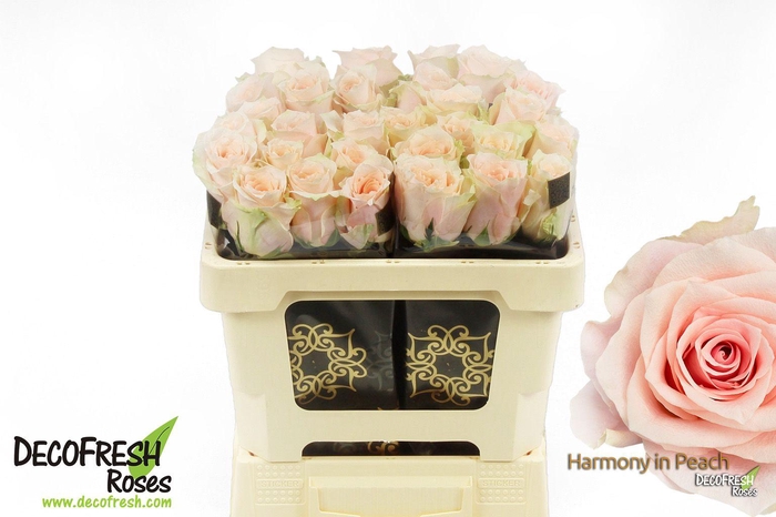 <h4>R Gr Harmony Peach</h4>