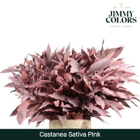 <h4>Castanea sativa L80 Pink</h4>