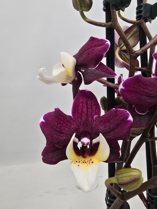 <h4>Limited 04 week 15</h4>