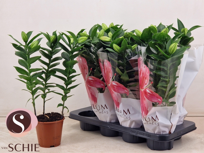 <h4>LIL OR SOUVENIR</h4>