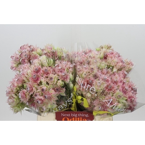 Blushing Bride Bridal Pink