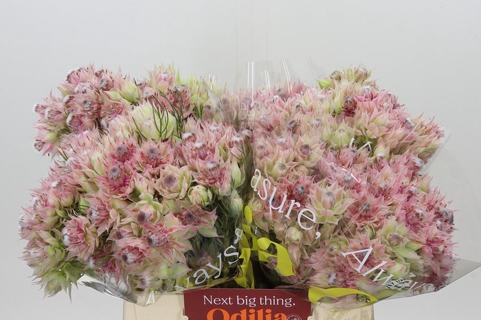 <h4>Blushing Bride Bridal Pink</h4>