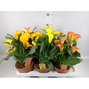Zantedeschia   ...mix 3