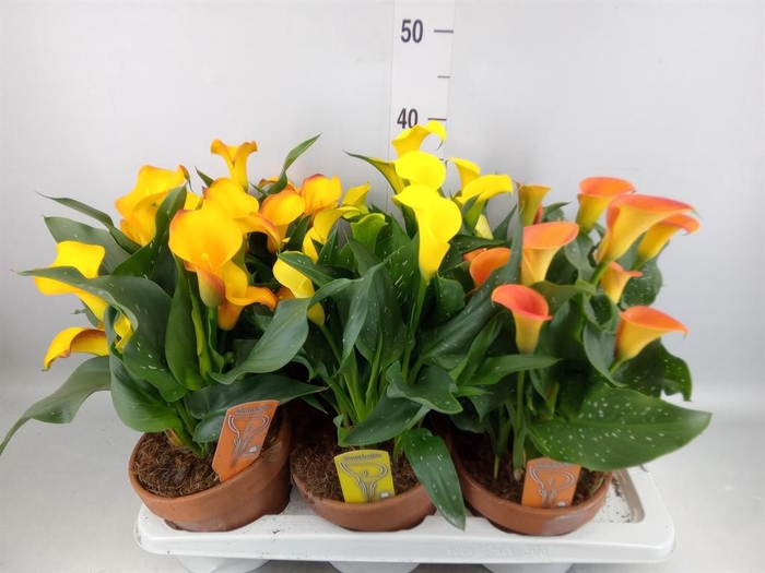 <h4>Zantedeschia   ...mix 3</h4>