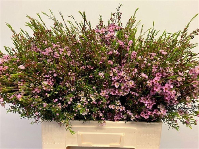 <h4>Chame Un Kerryn</h4>