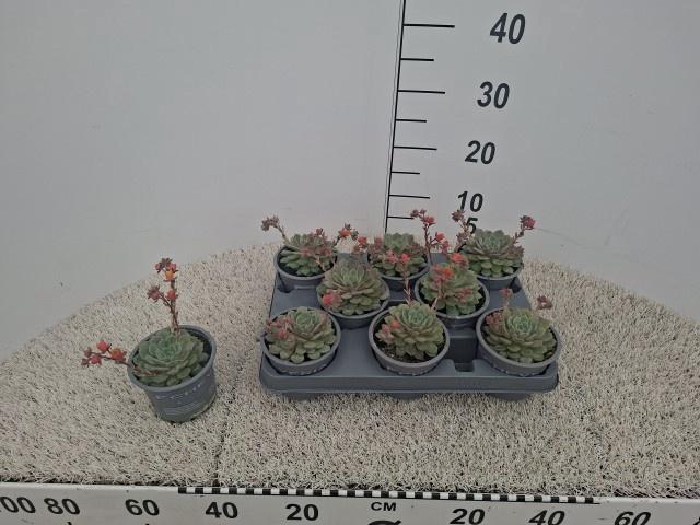 <h4>ECHEV DONDO</h4>