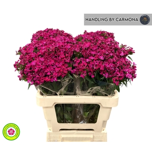 DI BARB AM NEON CHER