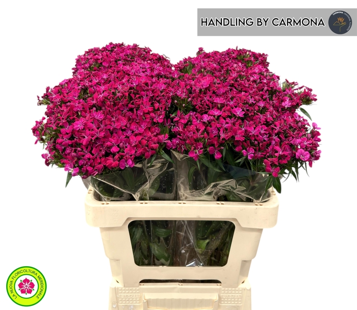 <h4>DI BARB AM NEON CHER</h4>