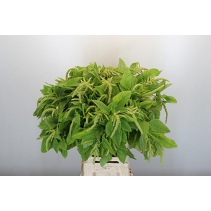 Amaranthus caudatus 'Viridis'