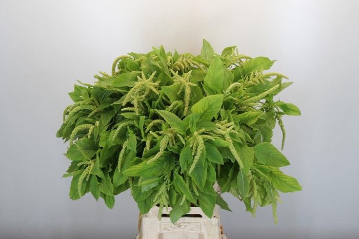 <h4>Amaranthus caudatus 'Viridis'</h4>