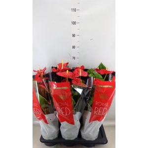 Anthurium andr. 'Madural'