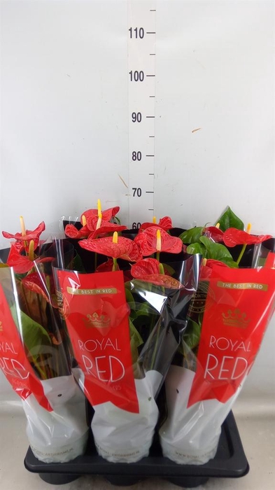 <h4>Anthurium andr. 'Madural'</h4>