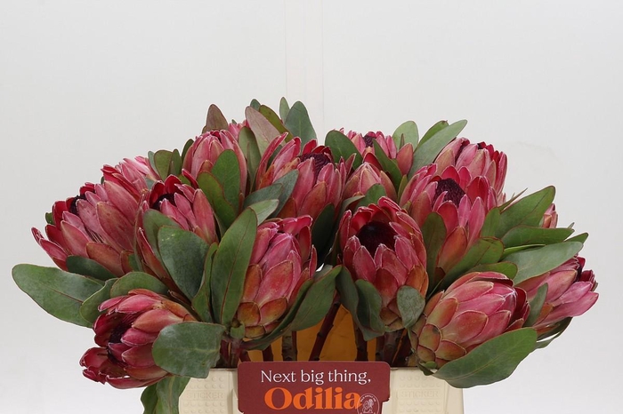 <h4>Protea Silvia</h4>