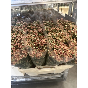 CHR S MAD TYOLO SALM