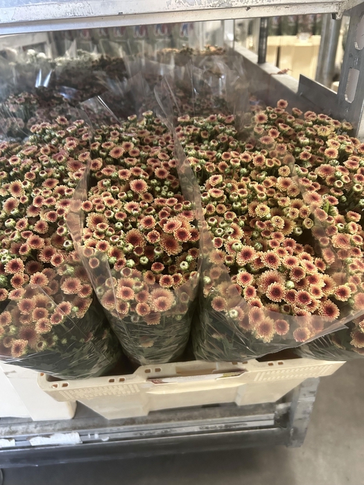 <h4>CHR S MAD TYOLO SALM</h4>