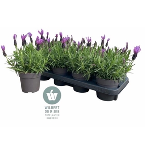 LAVAN S BELL TOSCANE