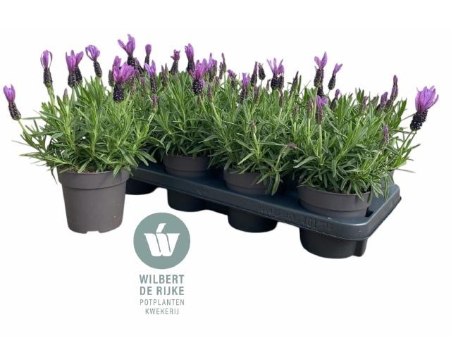 <h4>LAVAN S BELL TOSCANE</h4>