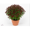 CHRYS GR JAS RED
