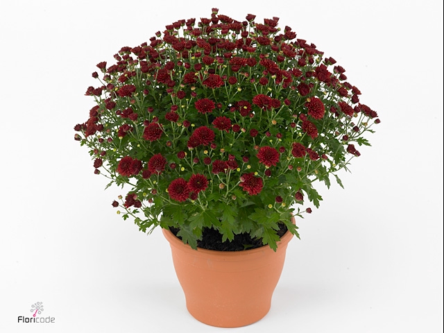CHRYS GR JAS RED
