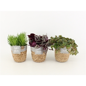 Pure Green mix in Basket soorten : Rhipsalis, Tradescantia, Sedum