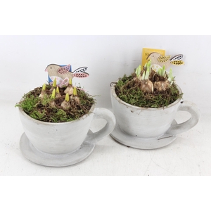 arr4 Bollenmix MB - Cement kop & schotel 338/6